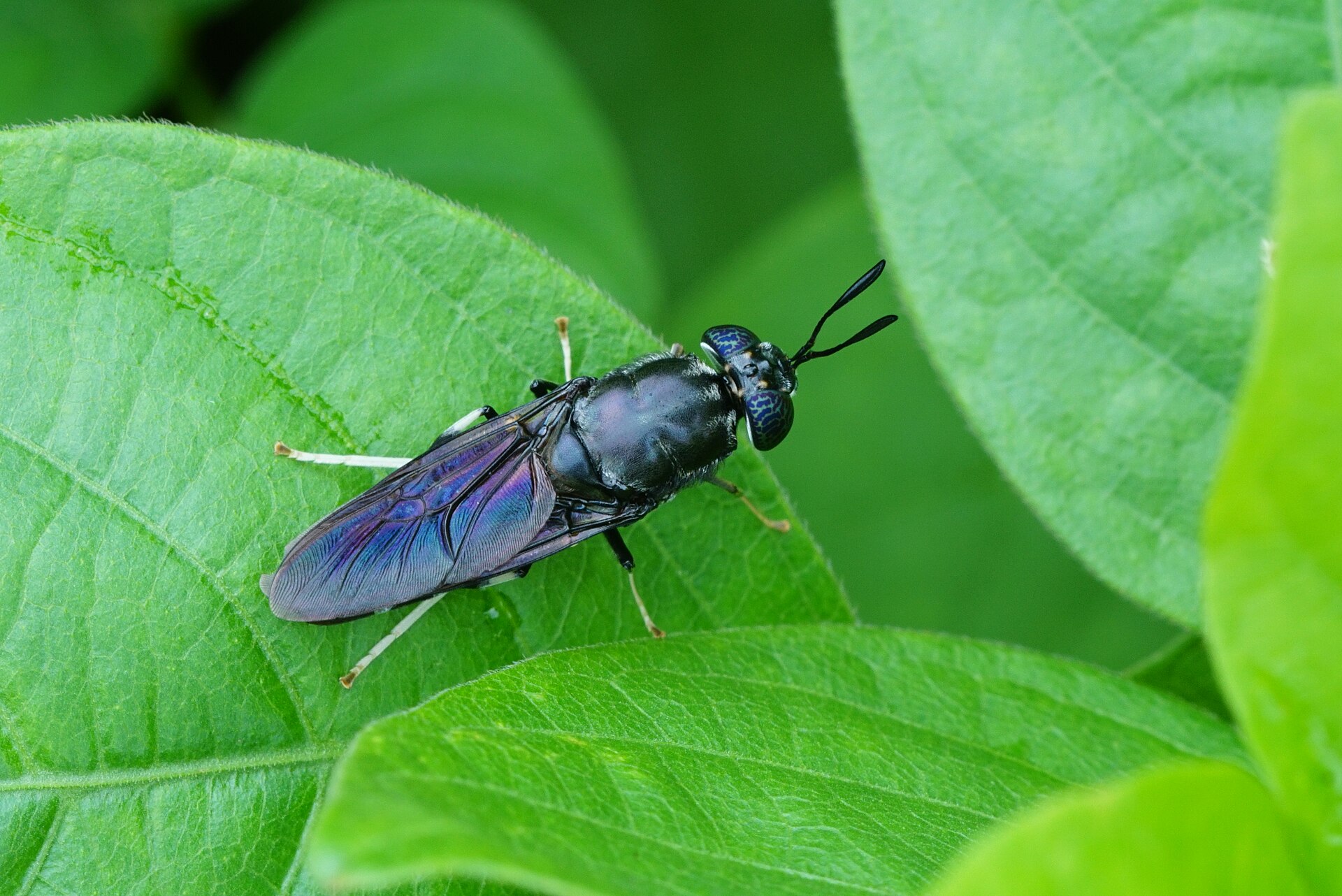 A black soldier fly (Hermetia illucens) resting on a green leaf