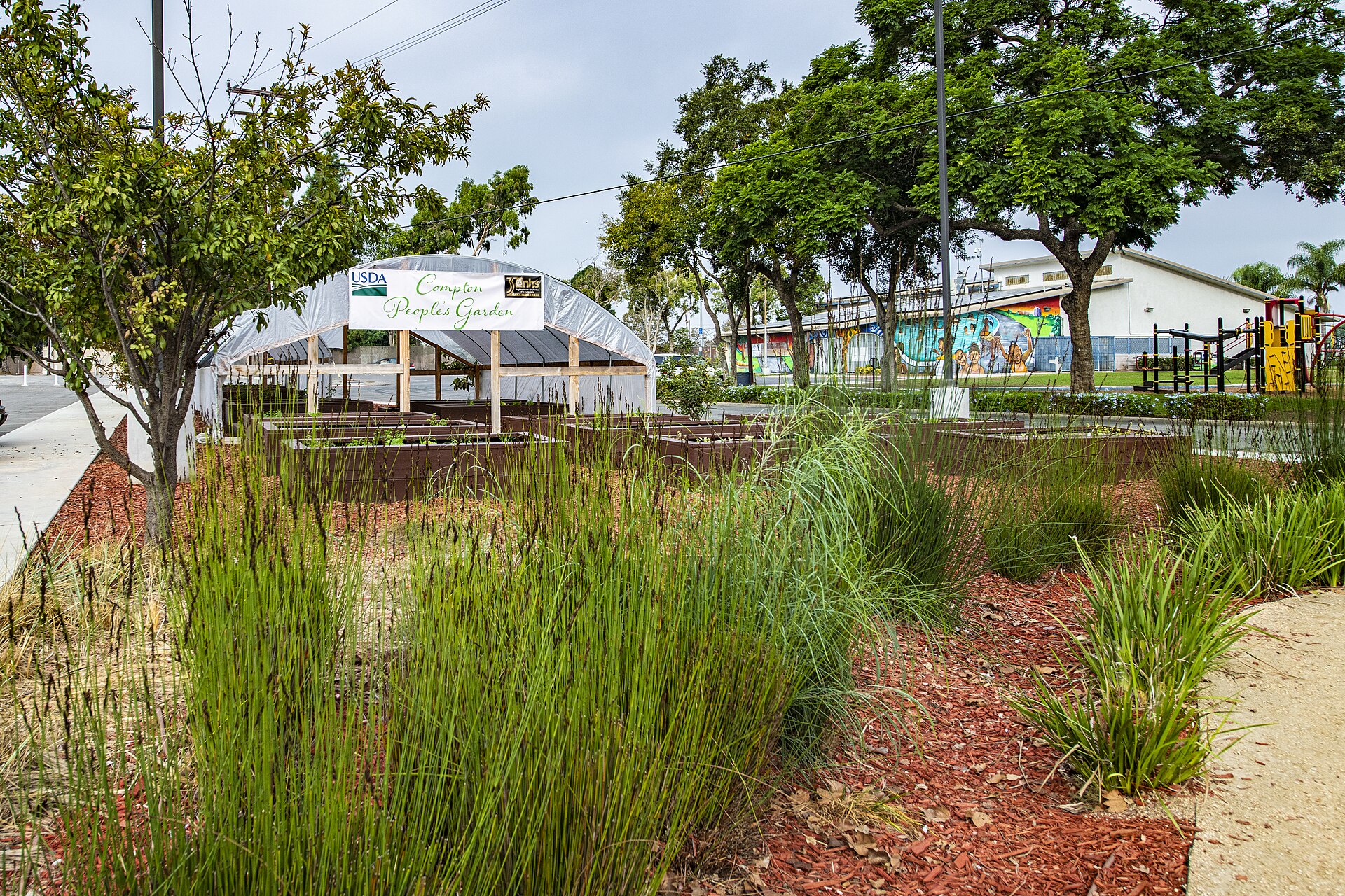 A lush community garden path with beds and trees