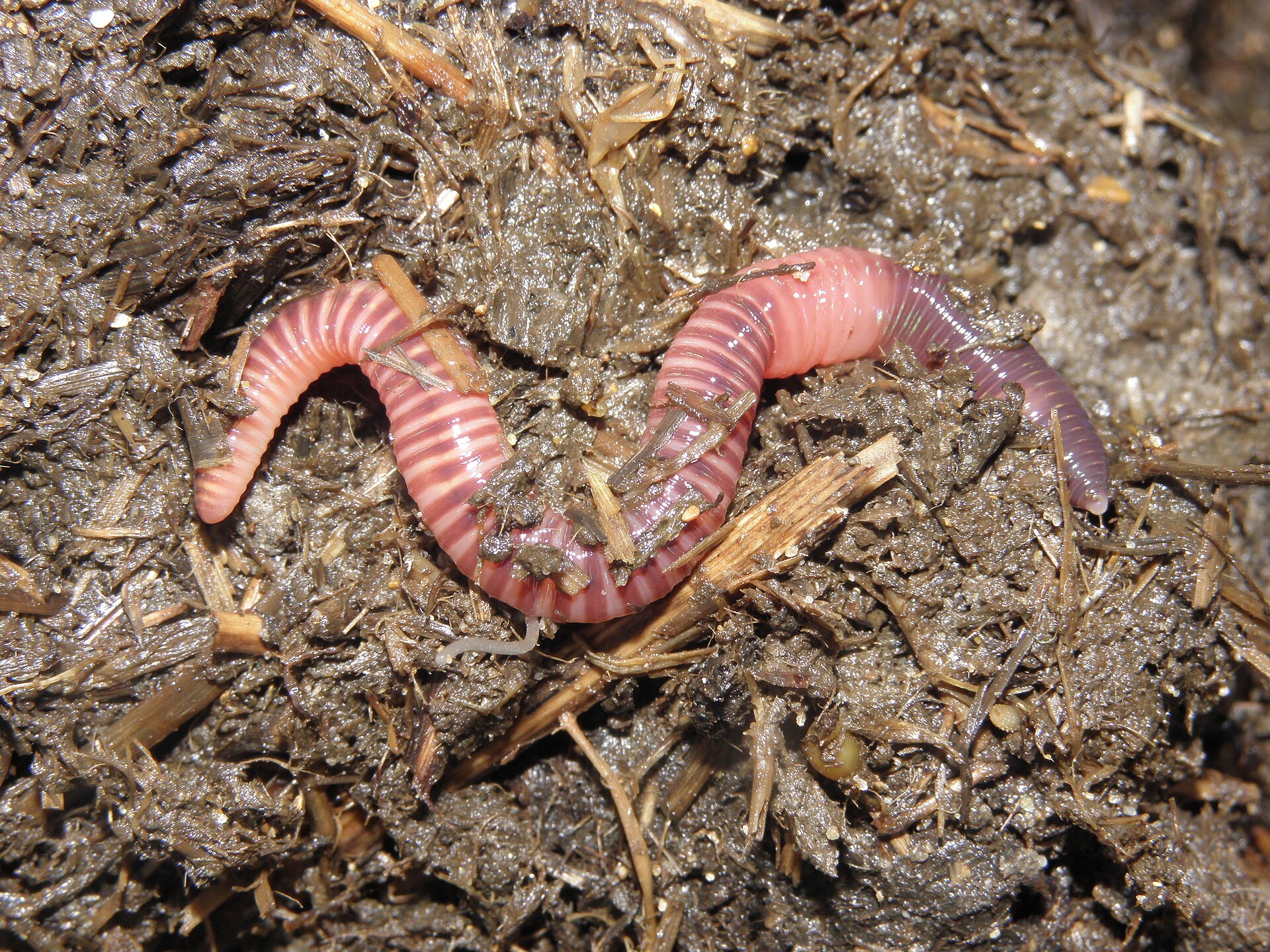Red wiggler compost worms (Eisenia foetida) in fresh vermicompost